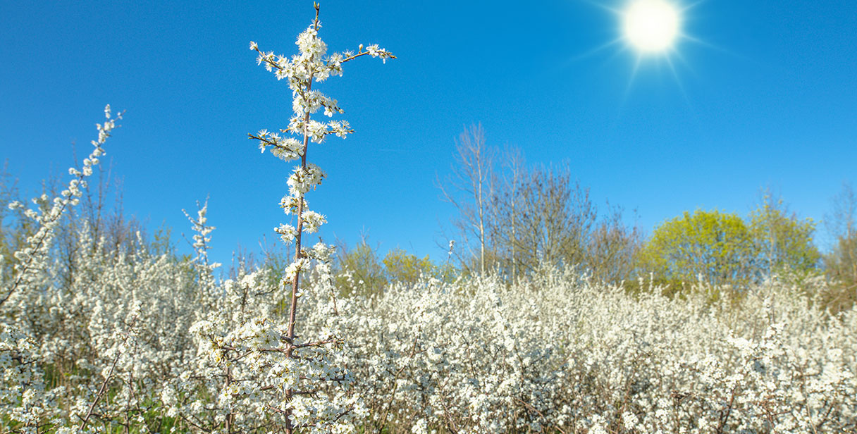 Advantages Blackthorn Hedging