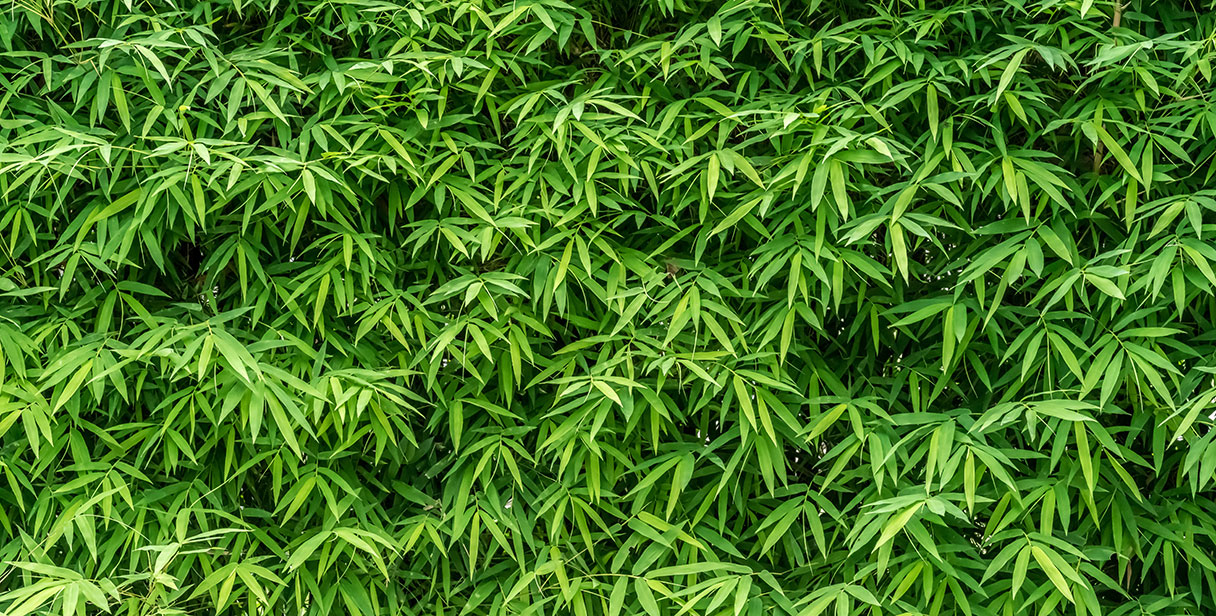 Bamboo Hedging for Your Garden