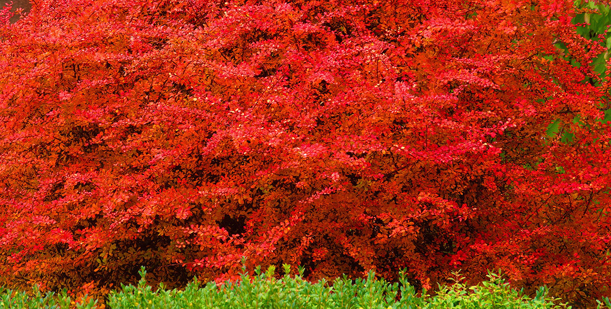 Barberry as a Hedging Plant