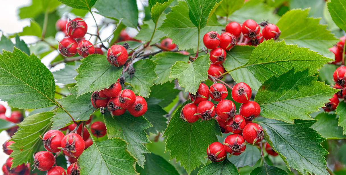 Benefits of Hawthorn Hedging