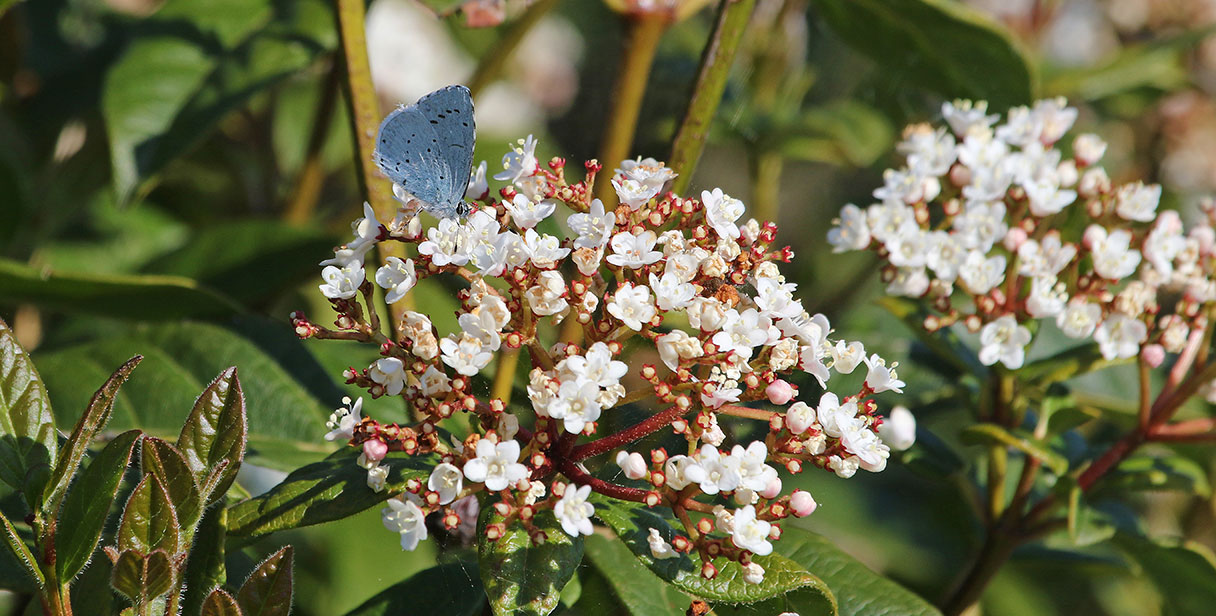 Benefits of Laurustinus Hedging