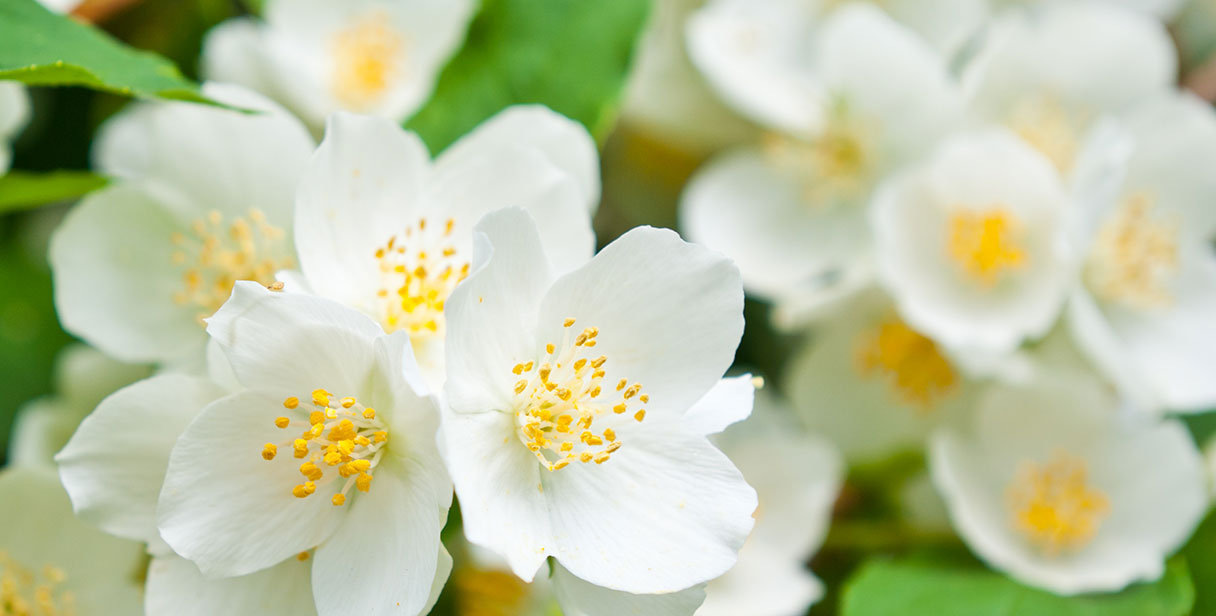 Benefits of a Mock Orange Hedge