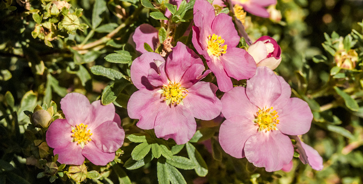 Benefits of Potentilla a Hedge Plant