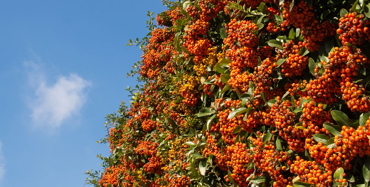 Benefits of Pyracantha Hedging