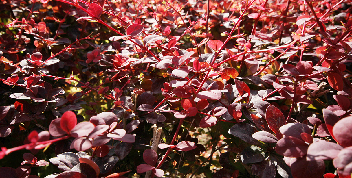 Berberis Thunbergii Border Hedge