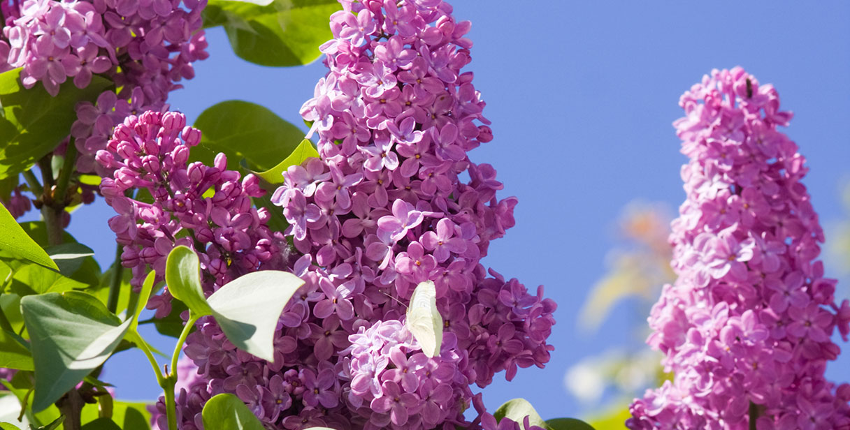 Snowberry Hedging