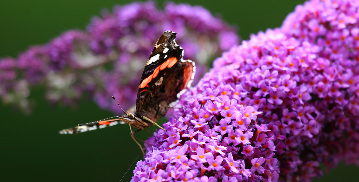 Buddleja Mixed Hedges for Butterflies