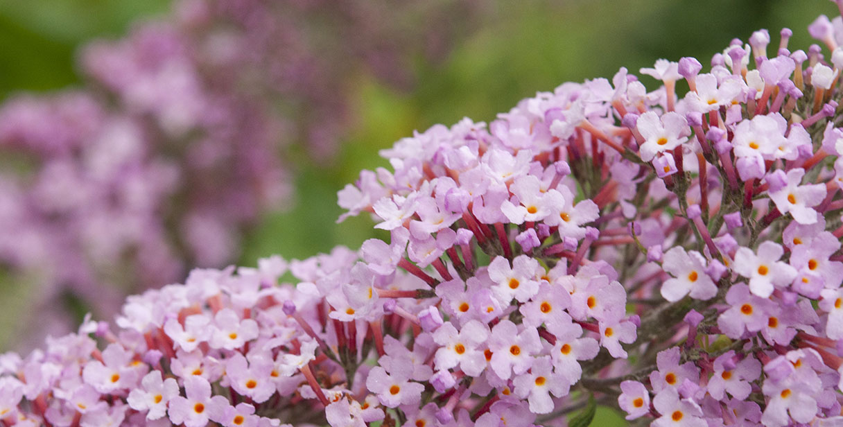 Butterfly Bush ‘Pink Delight’