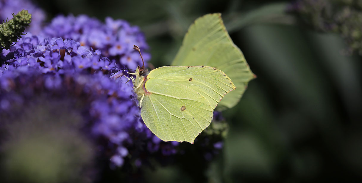 Butterfly Bush Summer Flowering Hedges