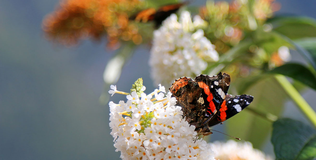 Butterfly Bush ‘White Profusion’