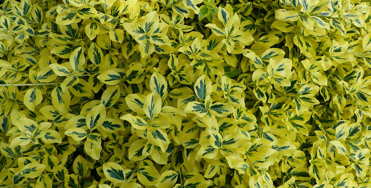 Caring for a Euonymus Hegde