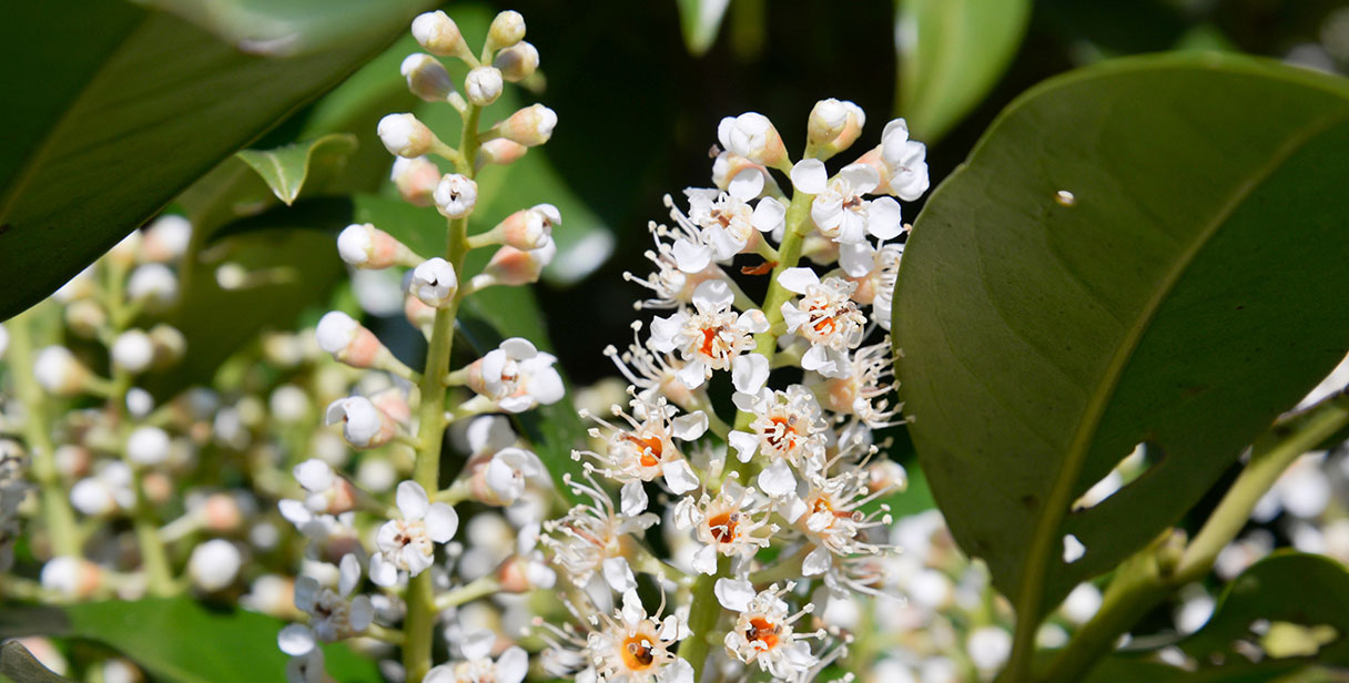 Cherry Laurel 'Genolia'®