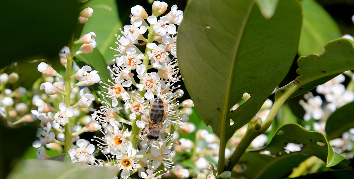 Cherry Laurel Hedges in your Garden