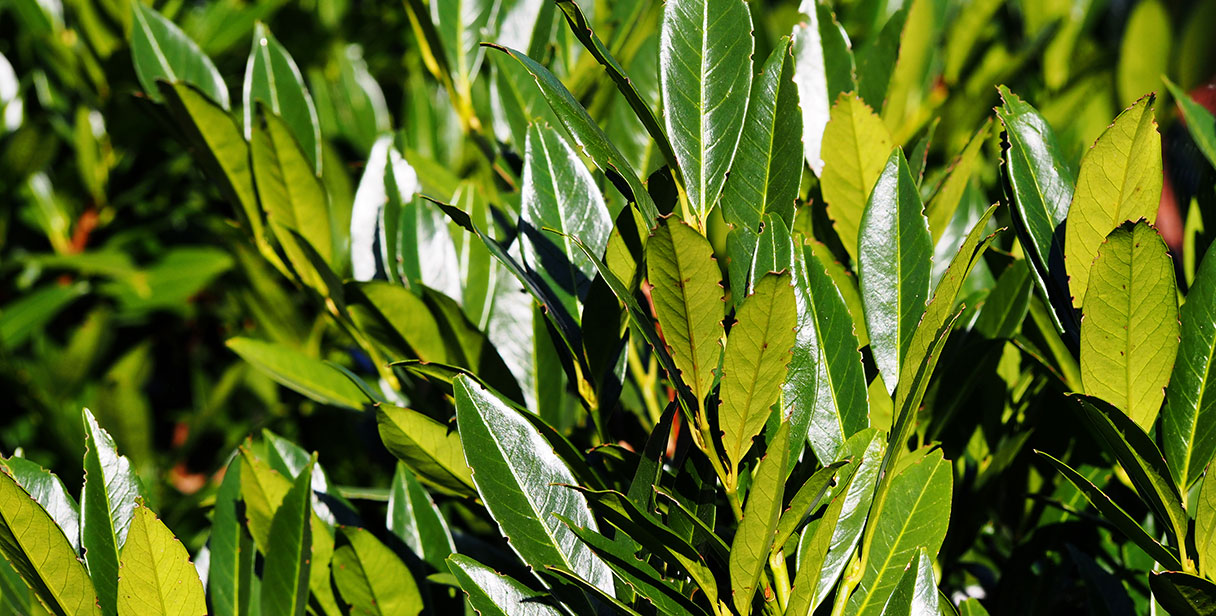 Cherry Laurel ‘Otto Luyken’