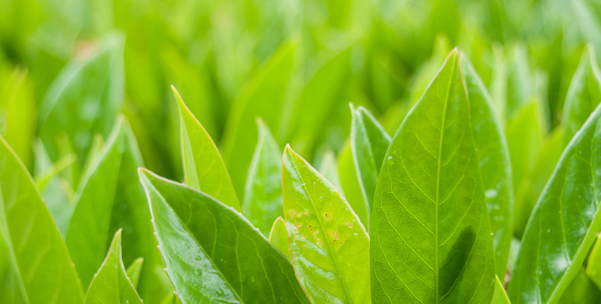 Cherry Laurel ‘Rotundifolia’