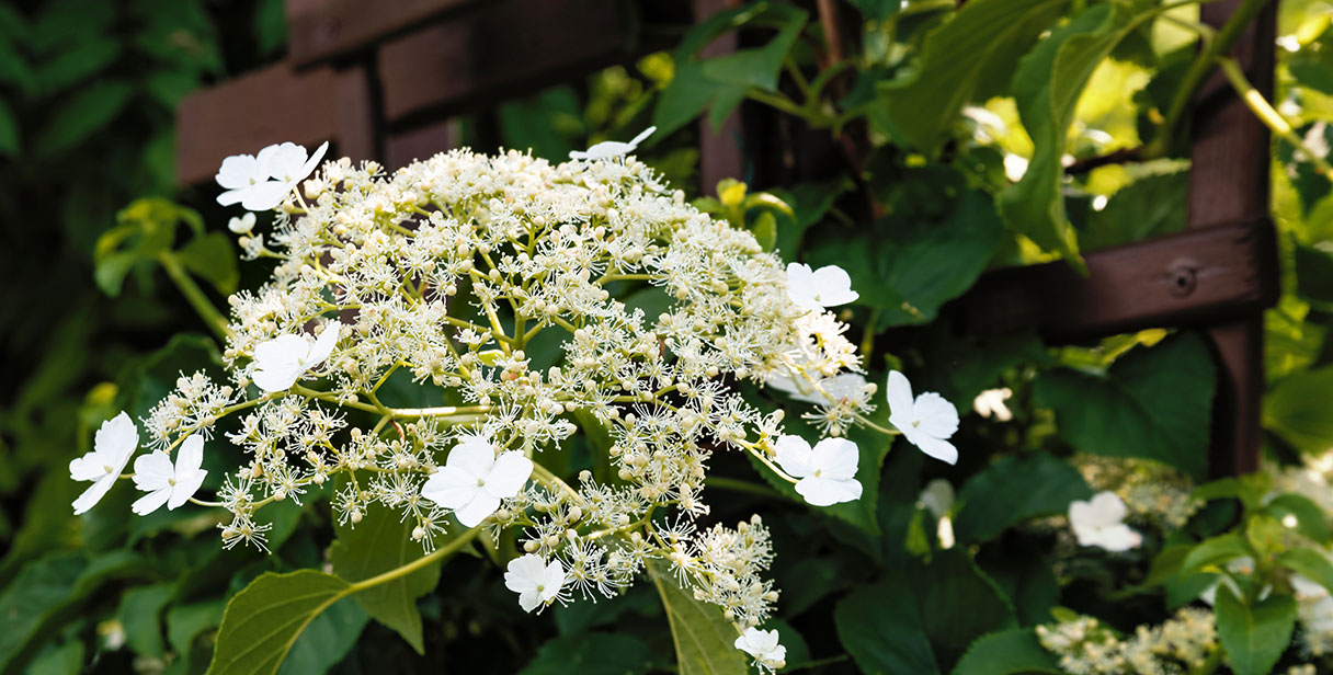 Climbing Hydrangea