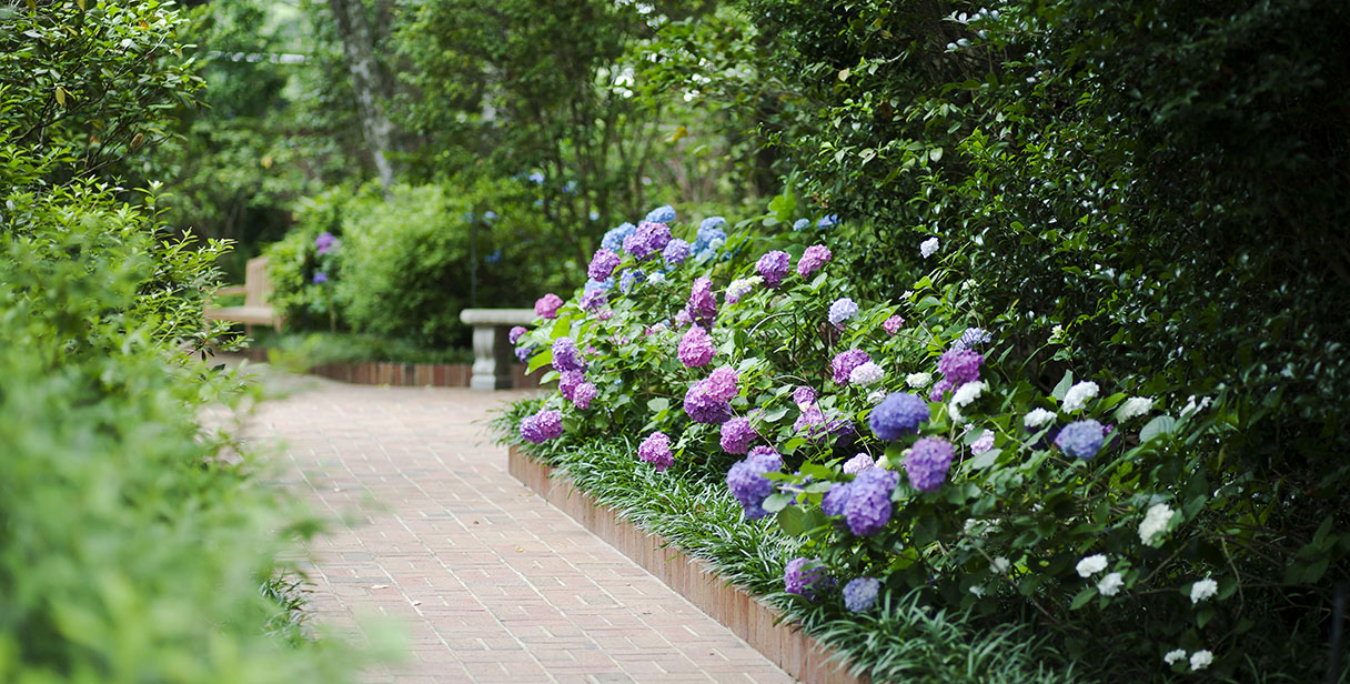 Colourful Hydrangea Hedges