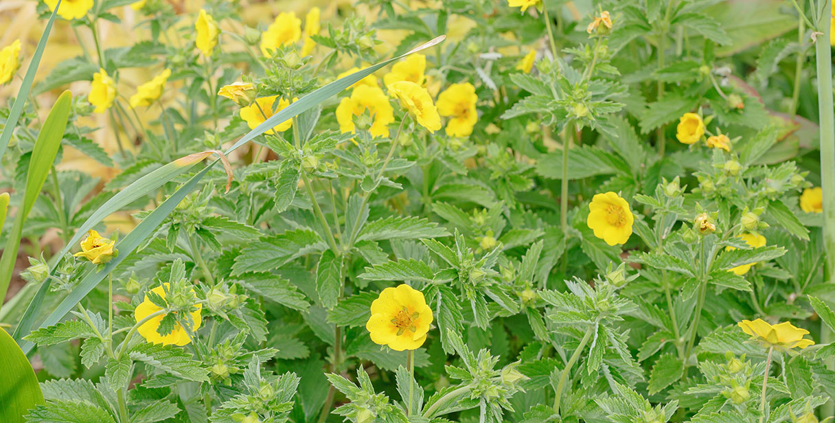 Combining Potentilla for Flowering Hedges