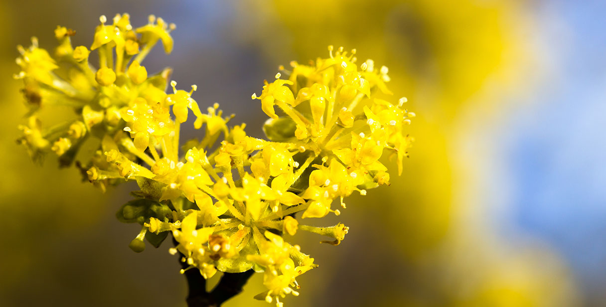 Cornelian Cherry