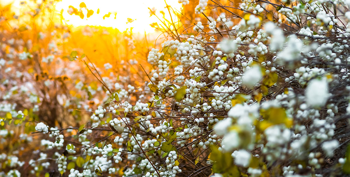 Creating a Bird Friendly Hedge