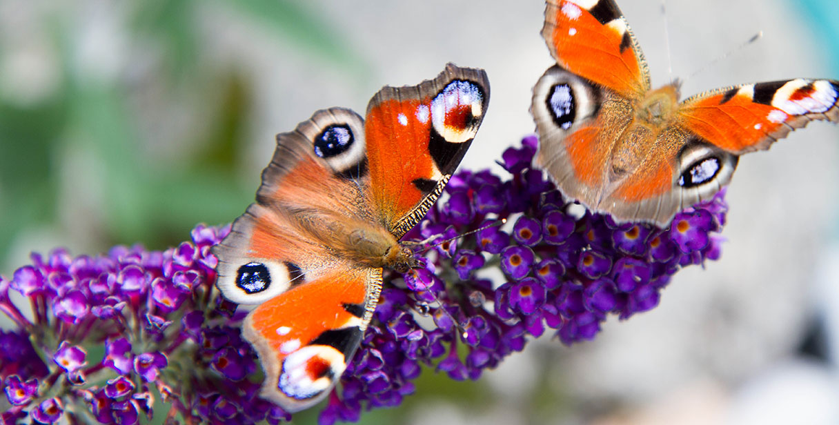 Creating Mixed Butterfly Hedges