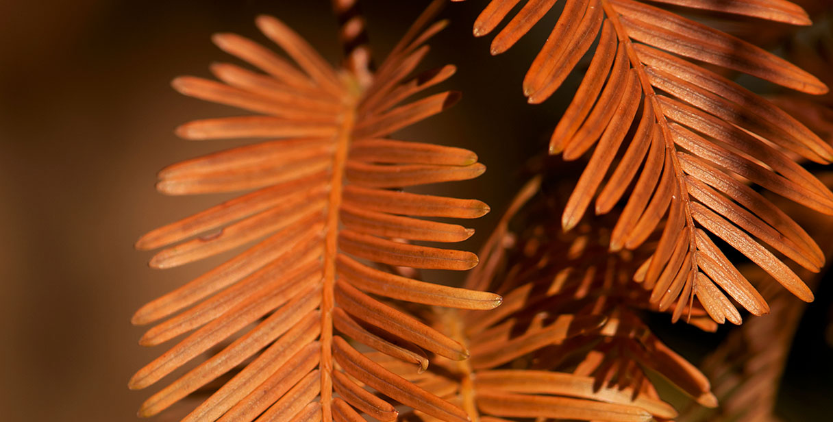 Dawn Redwood Hedging