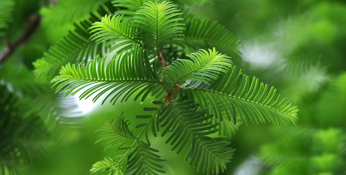 Dawn Redwood for Low Maintenance Hedges