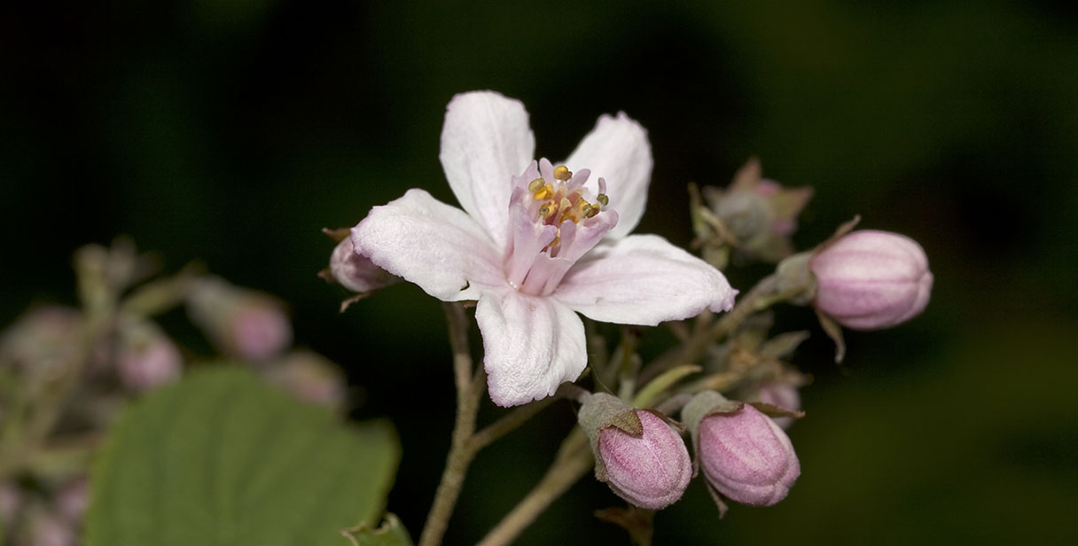 Deutzia Hedging