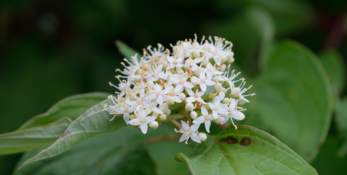 Dogwood for Your Garden