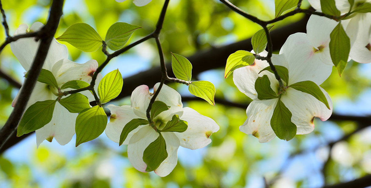 Dogwood Hedging