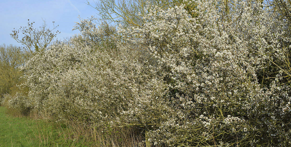 Effective Intruder Hedges