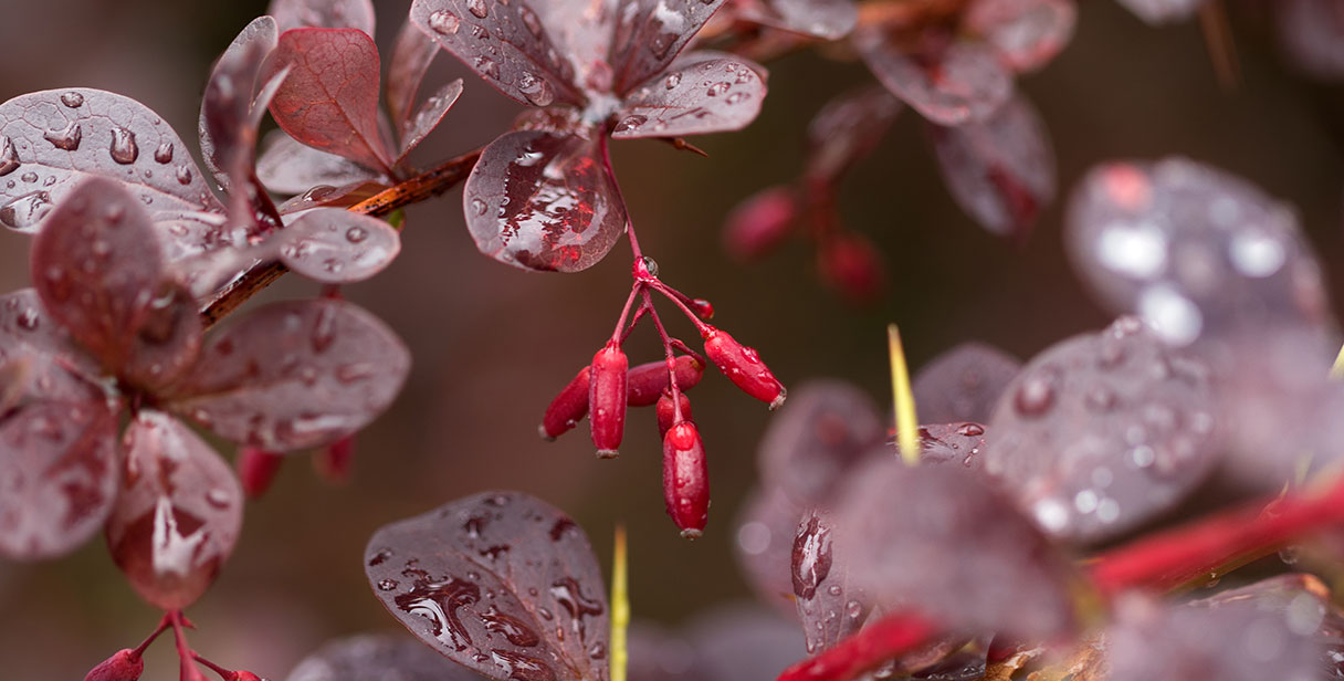 Evergreen Barberry Hedging