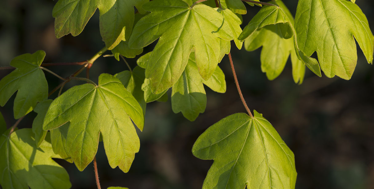 Field Maple Hedging