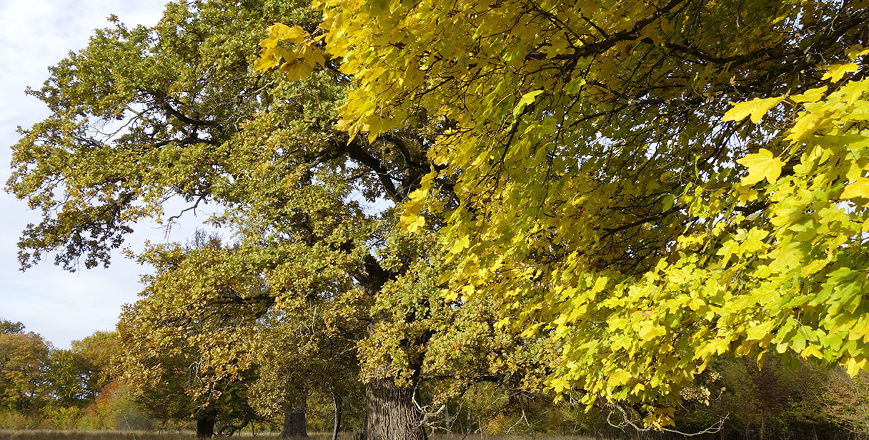 Field Maple for Wildlife Hedges