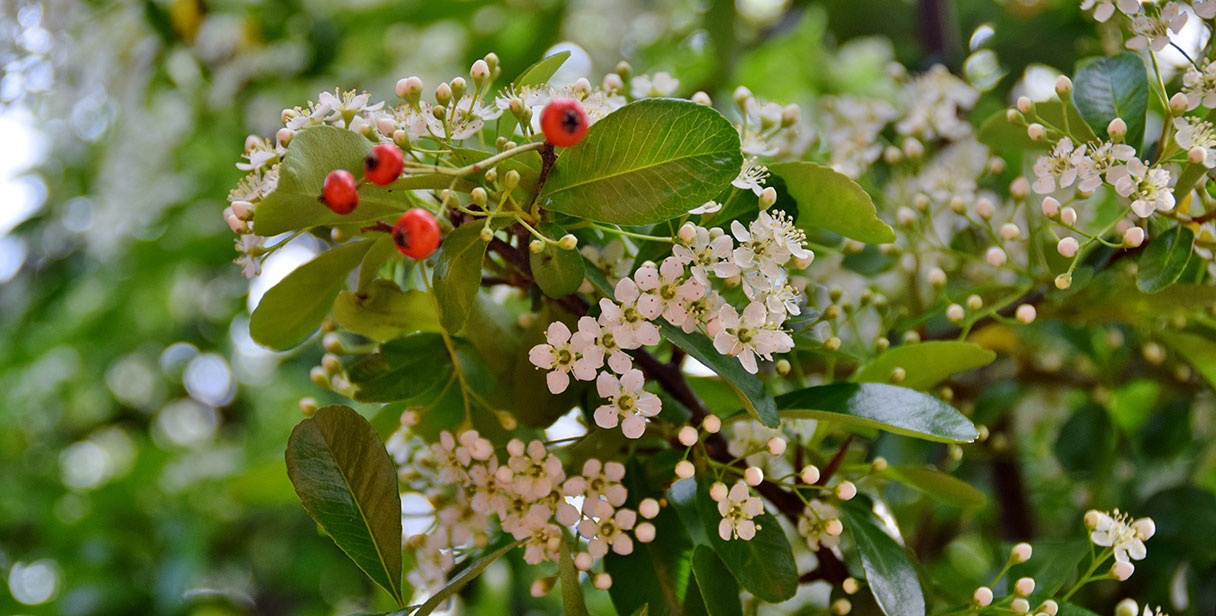 Firethorn Hedging Varieties