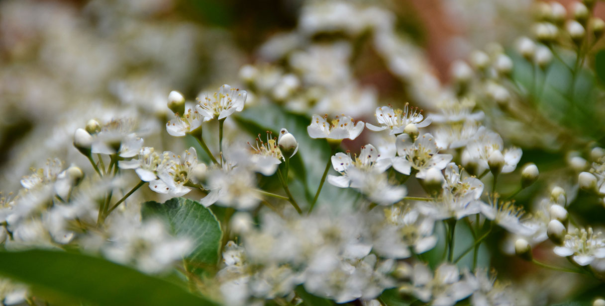 Firethorn Hedging