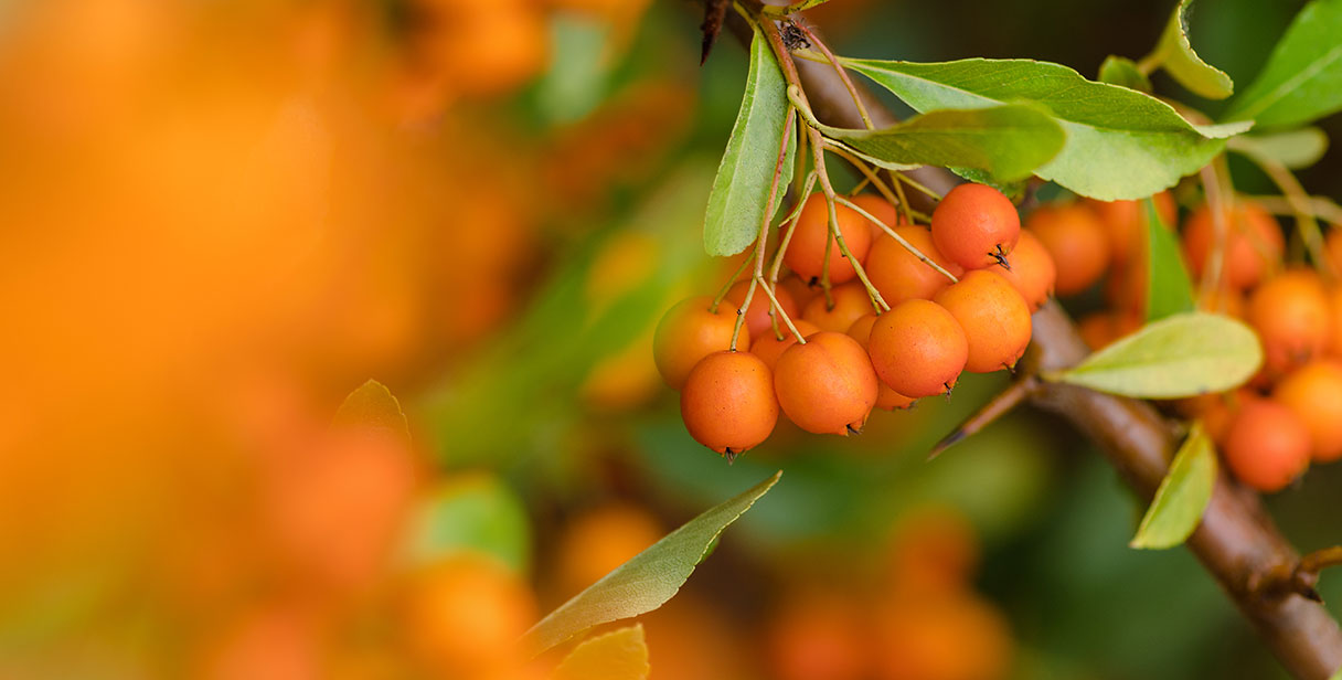 Firethorn ‘Orange Glow’