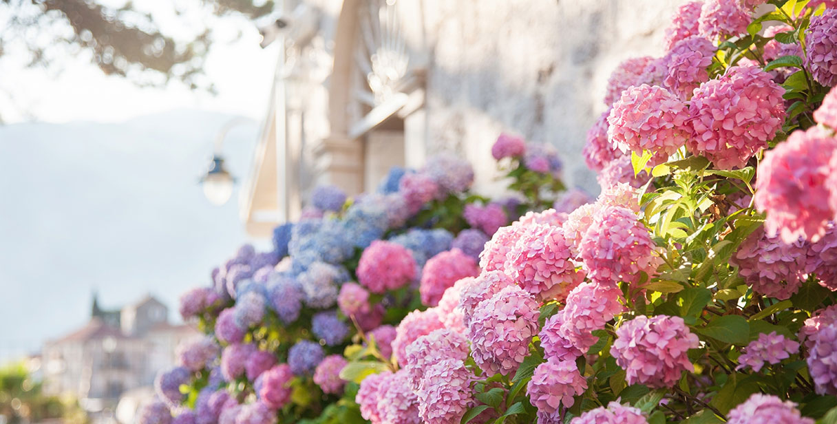 Flowering Hydranga Hedges