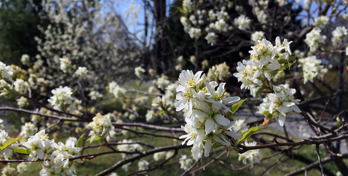 Flowering Juneberry Hedges