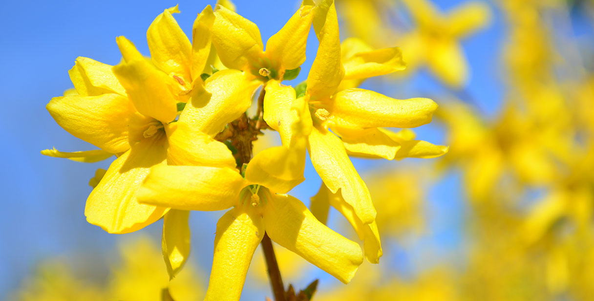 Forsythia Hedging