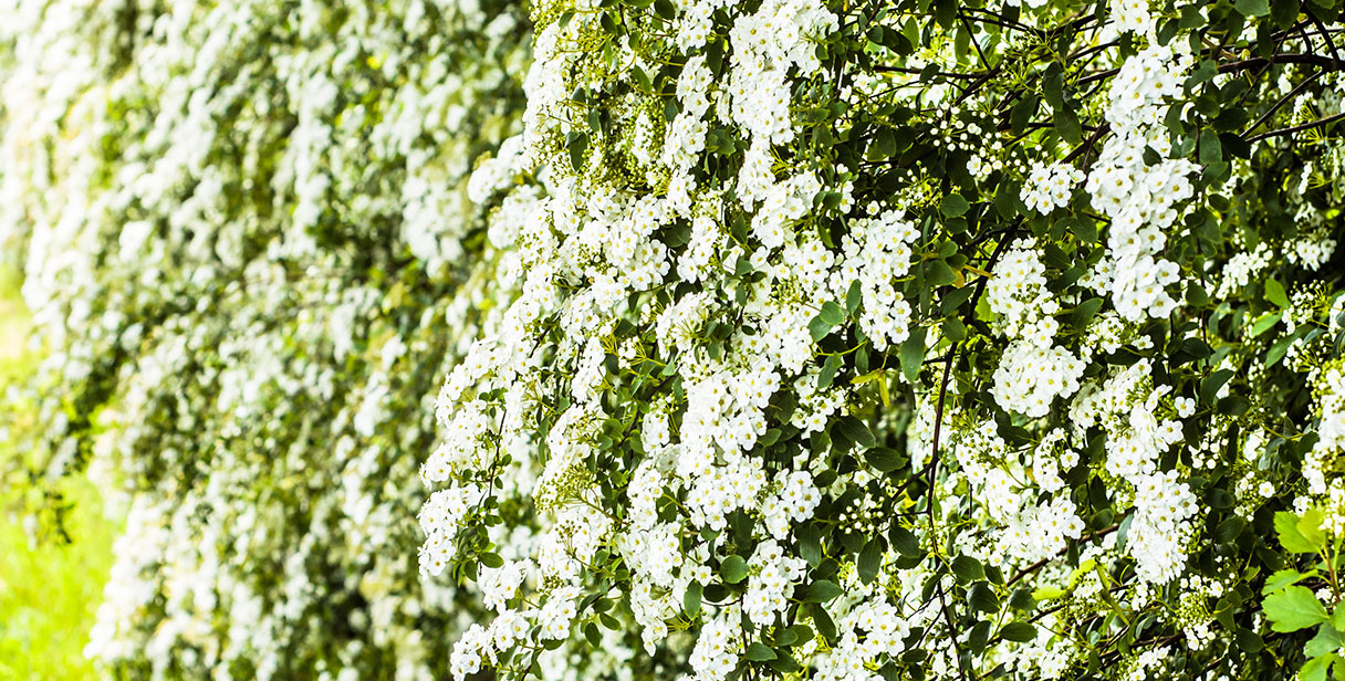 Growing and Maintaining Spiraea Hedges