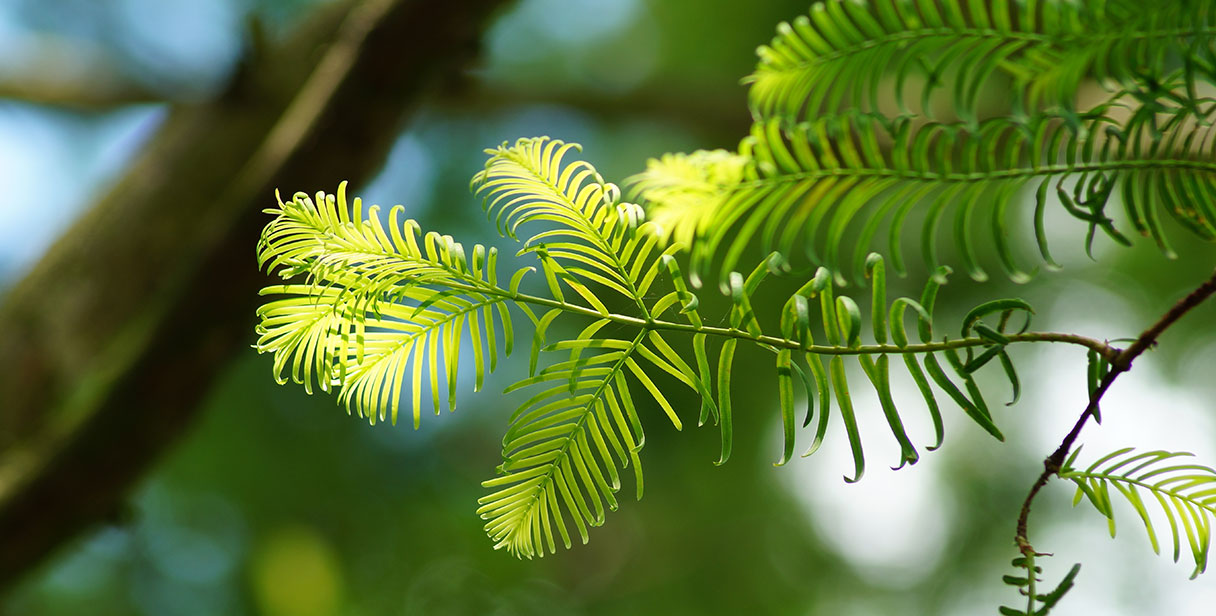 History of Dawn Redwood Hedging