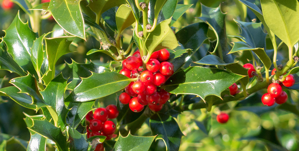 Holly 'Heckenpracht'