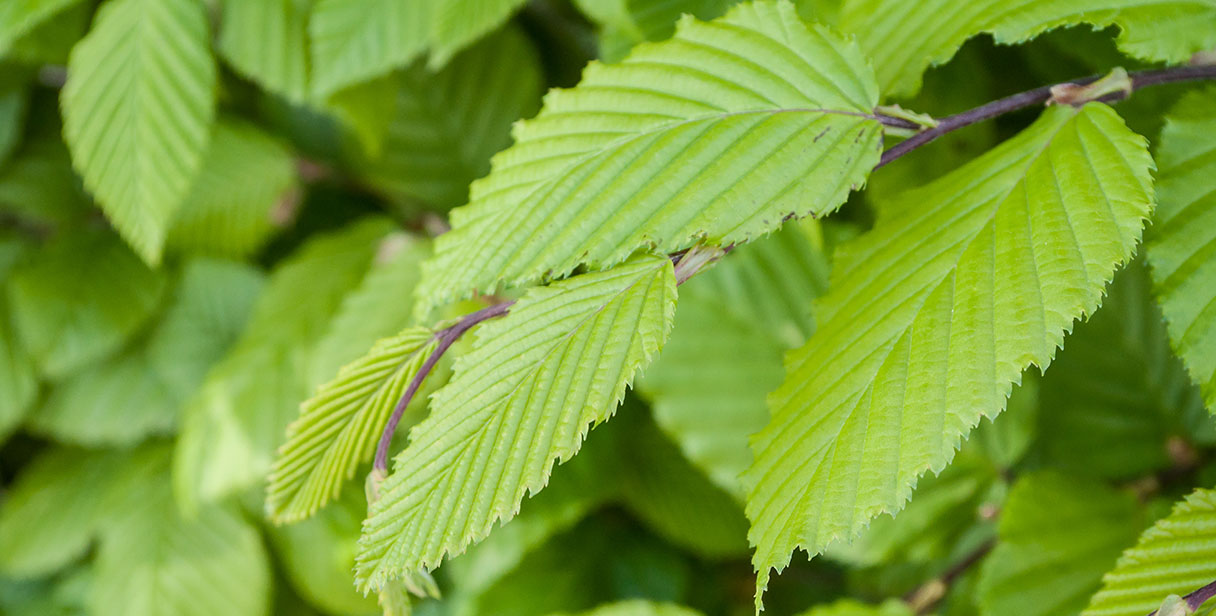 Hornbeam Hedging