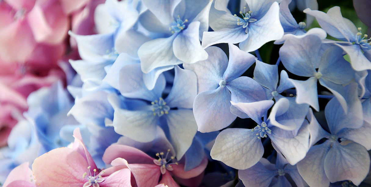 Hydrangea Hedging