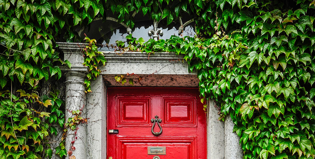 Irish Ivy