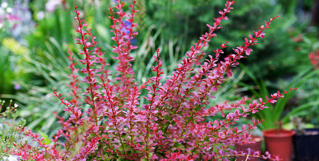 Japanese Barberry Hedges in Your Garden