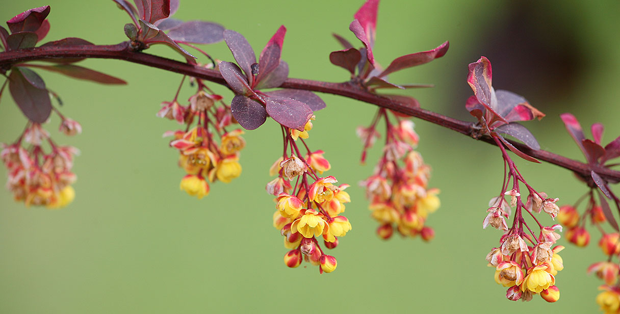 Japanese Barberry