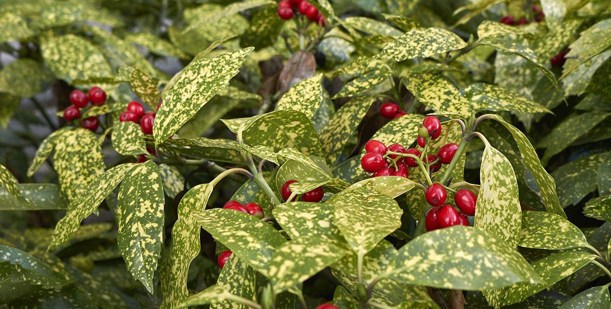 Japanese Laurel Hedging History