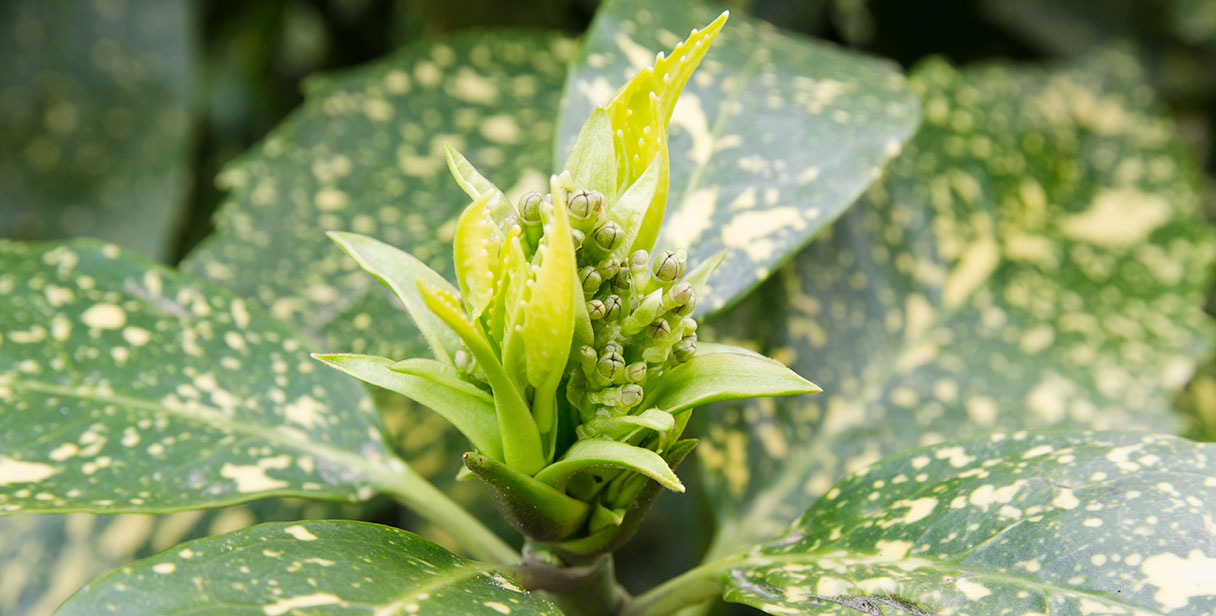 Japanese Laurel Privacy Hedges